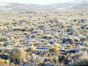 Ganadería de la Región de Magallanes  enfrenta un complejo presente