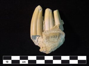 Investigadora UMAG participó en estudio que revela el porqué de  la rápida extinción de la antigua megafauna patagónica