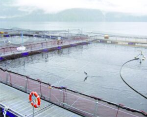 Evalúan centro de engorda  de salmones en Isla Figueroa