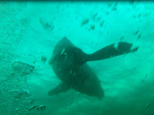 Ballena jorobada fue rescatada por personal naval desde trampa centollera