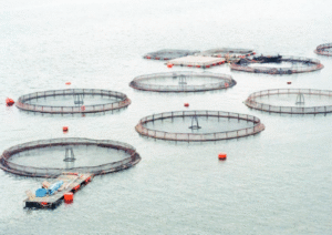 Aprobación de nuevas salmoneras sacó ronchas en el Consejo Regional