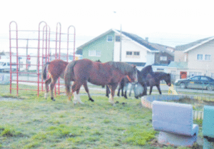 Equinos escapados de parcelas siguen pastando en bandejón de Avenida España
