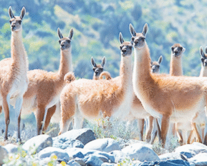 Doscientos mil guanacos amenazan campos ganaderos en la zona más austral del país