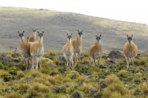 Autorización de caza de guanacos es sólo para 500 ejemplares de más de cinco mil existentes en Torres del Paine