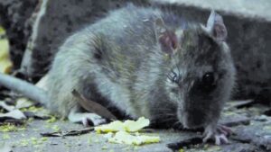 Ratas y ratones merodean  habitualmente las casas de Punta Arenas