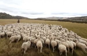 Tesis de la UMAG se adjudica fondos para transformar proyecto en emprendimiento