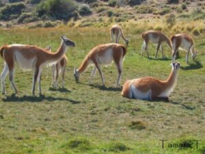 La visión del Servicio Agrícola y Ganadero sobre los guanacos en Magallanes