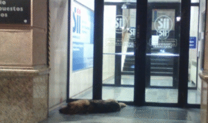 Condenaron a joven que mató a perro en la Plaza de Armas