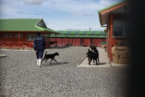 Noventa perros como promedio mensual atiende centro de Rescate Canino de Punta Arenas