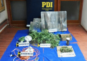 Detienen a sujeto que mantenía 14 plantas de marihuana y cultivo in-door en Puerto Natales