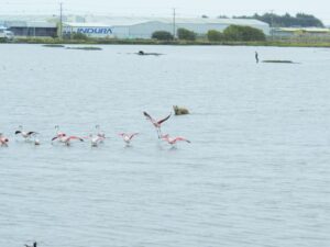 Expertos denuncian que los perros también dañan el ecosistema del Humedal Tres Puentes