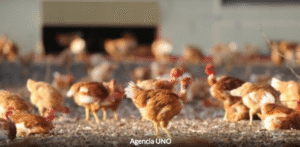 PC pide disolver gremio que reagrupa a culpables de la colusión del pollo