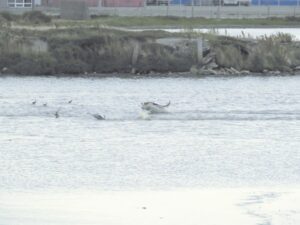 “A los perros asilvestrados hay que eliminarlos y si los guanacos provocan un descalabro, habrá que decidir”