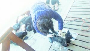 Veterinaria pericia vacunos faenados  y descarta disparos