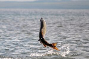 Sernapesca informó ayer de aumento en mortandad  de peces detectado en dos centros acuícolas