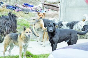 Perros callejeros amenazan seguridad de niños y peatones del sector poniente