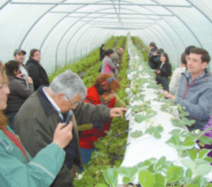 CORE aprobó tres mil millones de pesos para agricultura familiar campesina