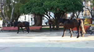 Dos caballos se olvidaron que la Plaza Benjamín Muñoz Gamero no es para ellos