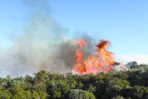 Incendio forestal obligó  a decretar Alerta Roja