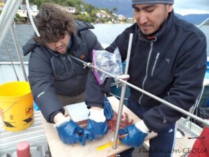 Estudio abordó la  diversidad genética del recurso centolla