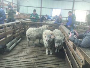 Hito histórico: presentan nueva raza ovina creada en Magallanes