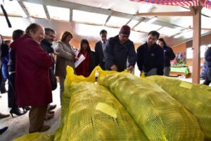 Agricultores de INDAP reciben semilla de papas certificadas para resistir las heladas