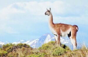 Ganaderos piden tomar medidas por alta población de guanacos