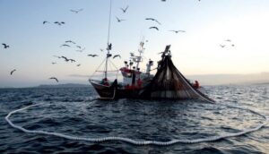 Salmonicultura y pesca lideran las exportaciones de Magallanes