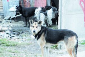 Denuncian matanza de más de 100 perros envenenados en Porvenir