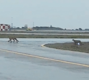 Revuelo en redes sociales causa video de pumas en el aeropuerto de Punta Arenas