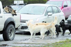 “Tres personas son mordidas por perros diariamente”