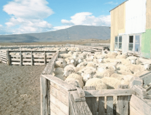 Se observa una disminución de un 33% en la producción de corderos