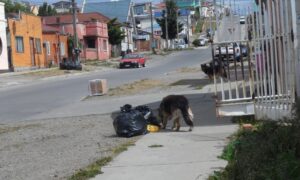 La amenaza de los perros sueltos contra muchos adultos mayores