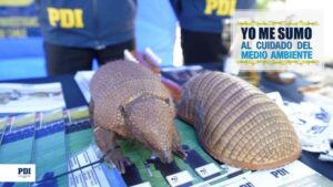 PDI llama a prevenir  el tráfico de animales