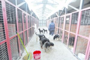 Centro de Rescate Canino: hay  76 perros que esperan por un hogar