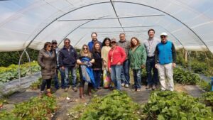 Productores de frutilla conocieron sistemas de producción