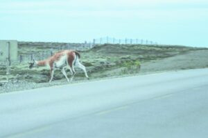 Falta de agua y presencia de guanacos amenaza a los ganaderos magallánicos