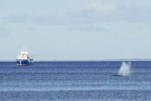 Gran conmoción causó en Punta Arenas la vista de ballenas en el Estrecho