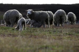Califican de dramática la situación ganadera en la provincia argentina de Santa Cruz