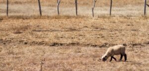 Agricultura destaca que no se han recibido denuncias por muertes de animales en 2017