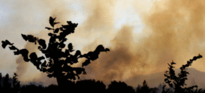 65 personas han sido formalizadas por presunta responsabilidad en incendios forestales