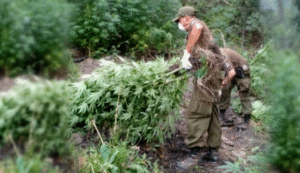 No se quemó ninguna: Brigadista encuentra 2 mil plantas de marihuana durante incendio en Maule