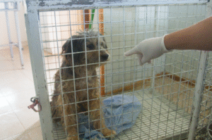 Tres perros sin amo conocido heridos graves en atropellos