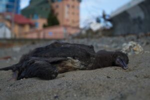 Urge definir quién debe limpiar el borde costero de Punta Arenas