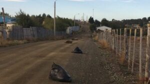 Sorprendente hallazgo de corderos muertos en Pampa Redonda en horas de la mañana