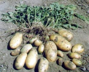 Productores de papa  temen por su cosecha