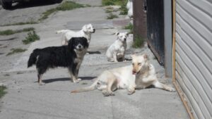 Esterilizaron a 2.782 perros durante todo el año pasado