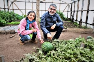Con agua lluvia, calefacción y música, agricultora cultiva sandías de 5 kilos