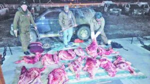 Pena en libertad para puestero y cómplice de robo de media tonelada de carne