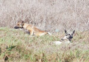 Fauna nativa está en peligro por presencia de perros asilvestrados